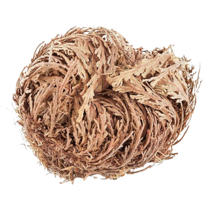 ROSE OF JERICHO FLOWER (FLOR DE JERICO)