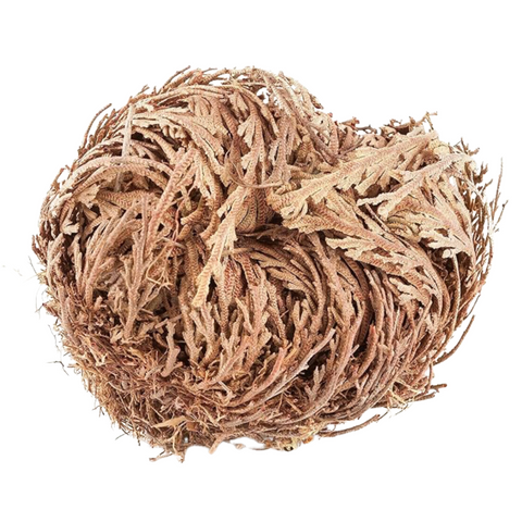 ROSE OF JERICHO FLOWER (FLOR DE JERICO)